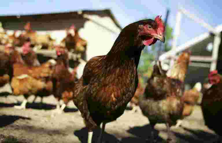 报告称，政府可能会在牲畜中禁止抗生素Colistin以抑制耐药性