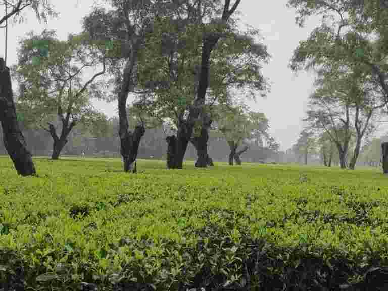 1公斤的ACIL金茶，由100岁的灌木丛生产，售价70,501卢比