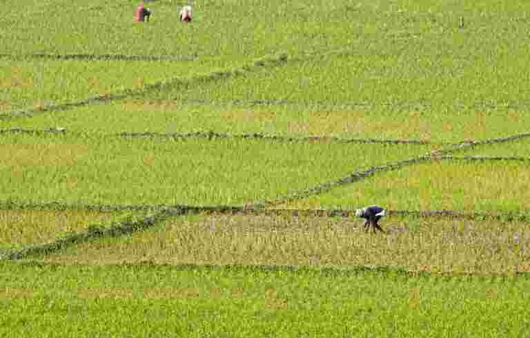 印度大米出口2020-21可能会飙升15％，因为买家库存谷物