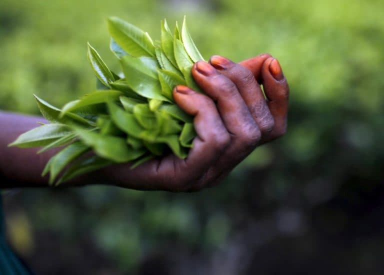 CCPA敦促忠诚于减少茶的进口
